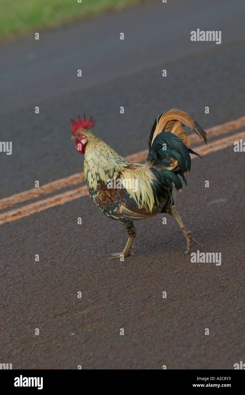 Descubre el Misterio del Road de Pollo en España: Un Juego de Azar Emocionante in Spain